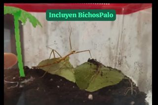 Terrarios para insectos palo PRECIO A CONSULTAR