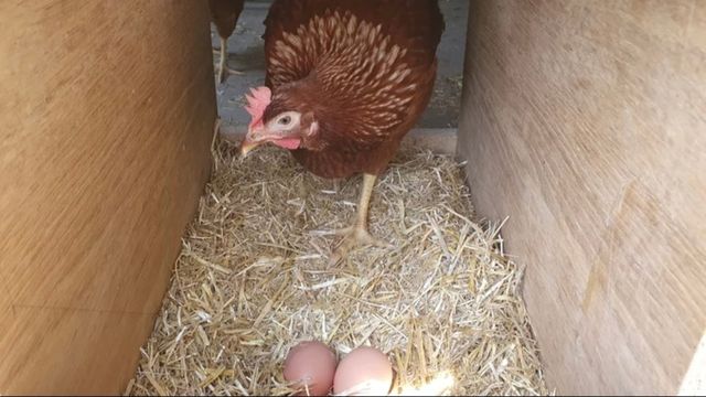 Gallinero grande de madera