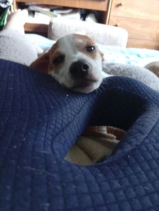 Mujer o chica busco 