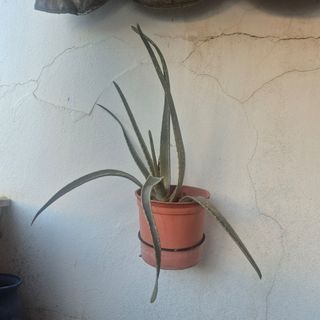Planta Aloe Vera en Maceta