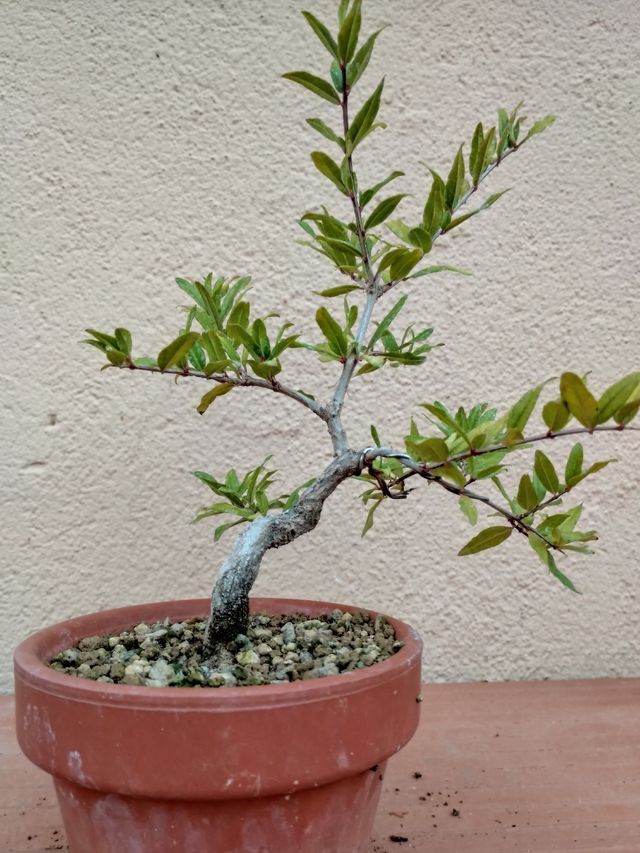 Prebonsai Granado Shohin