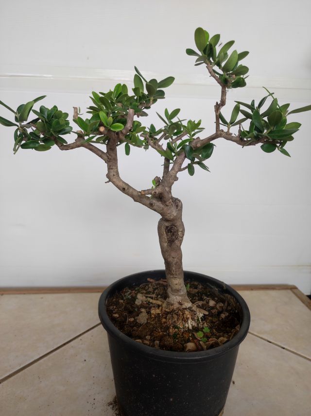 Ulivo prebonsai U28
