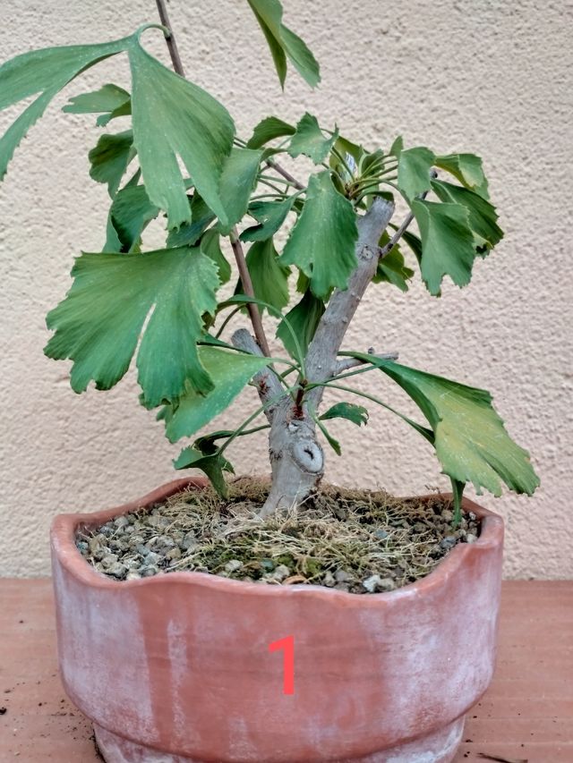 Prebonsai Ginkgo Shohin