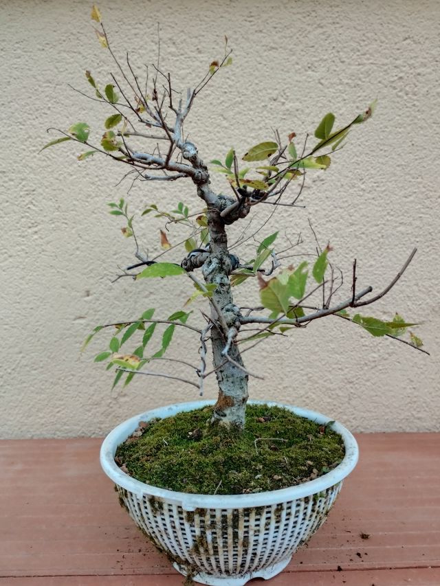 Prebonsai Ulmus Pumila.