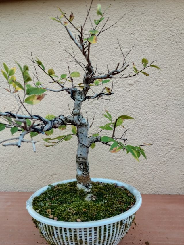 Prebonsai Ulmus Pumila.