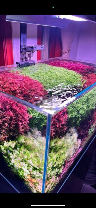Lote de 15 plantas de acuario 🌱🌱💚💚