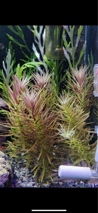 Lote de 12 plantas de acuario 💚💚🌱🌱