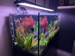 Lote de 12 plantas de acuario 💚💚🌱🌱