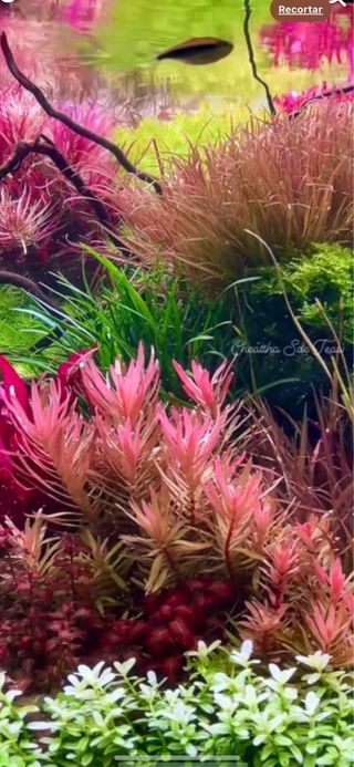 Lote de 12 plantas de acuario 💚💚🌱🌱