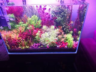 Lote de 10 plantas de acuario 💚💚🌱🌱