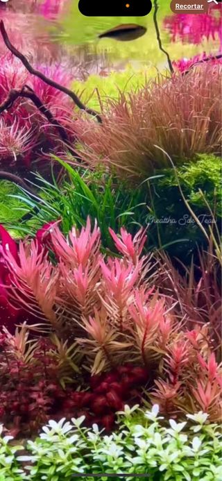 Lote de 10 plantas de acuario 💚💚🌱🌱