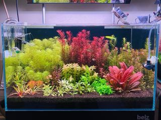 Lote de 10 plantas de acuario 💚💚🌱🌱