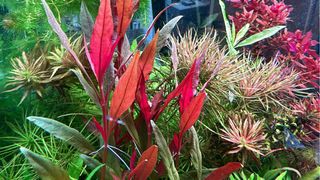Lote de 8 plantas de acuario 🌱🌱💚💚