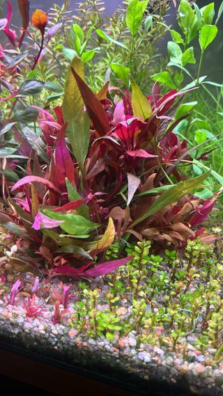 Lote de 8 plantas de acuario 🌱🌱💚💚