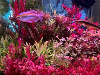 Lote de 8 plantas de acuario 🌱🌱💚💚