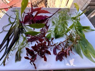 Lote de 8 plantas de acuario 🌱🌱💚💚