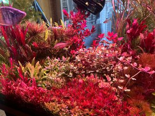 Lote de 8 plantas de acuario 🌱🌱💚💚