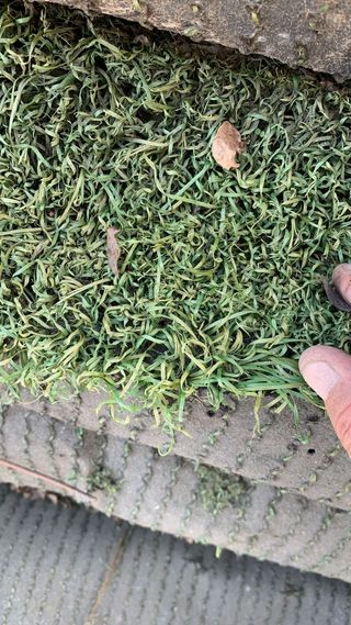 Césped artificial verde y olivo