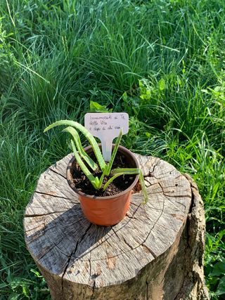 Pianta Aloe vera