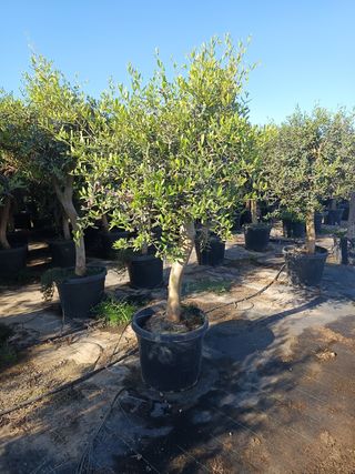 Planta de olivo