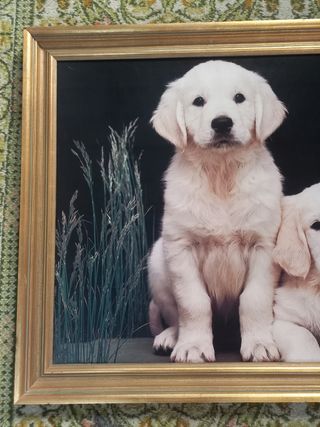 Cuadro cachorros golden retriever marco antiguo