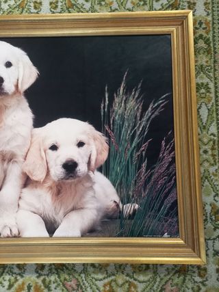 Cuadro cachorros golden retriever marco antiguo