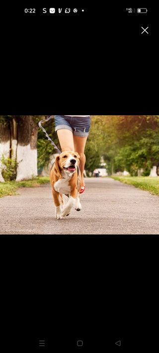 Paseadora de perros en Coslada.