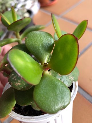 Planta Árbol de Jade M9