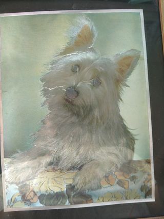 Quadretto vintage cane cm22x27