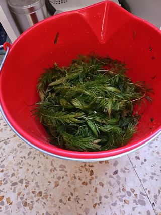 Cola de zorro sin enraizar para acuario