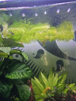 Cola de zorro sin enraizar para acuario