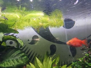 Cola de zorro sin enraizar para acuario