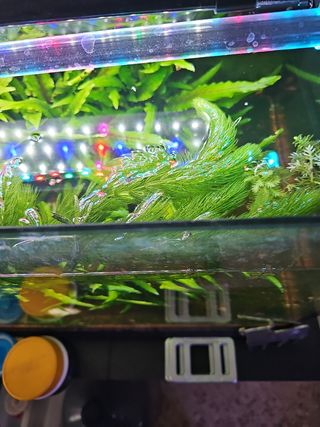 Cola de zorro sin enraizar para acuario