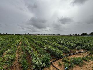 Terreno en venta en Utrera