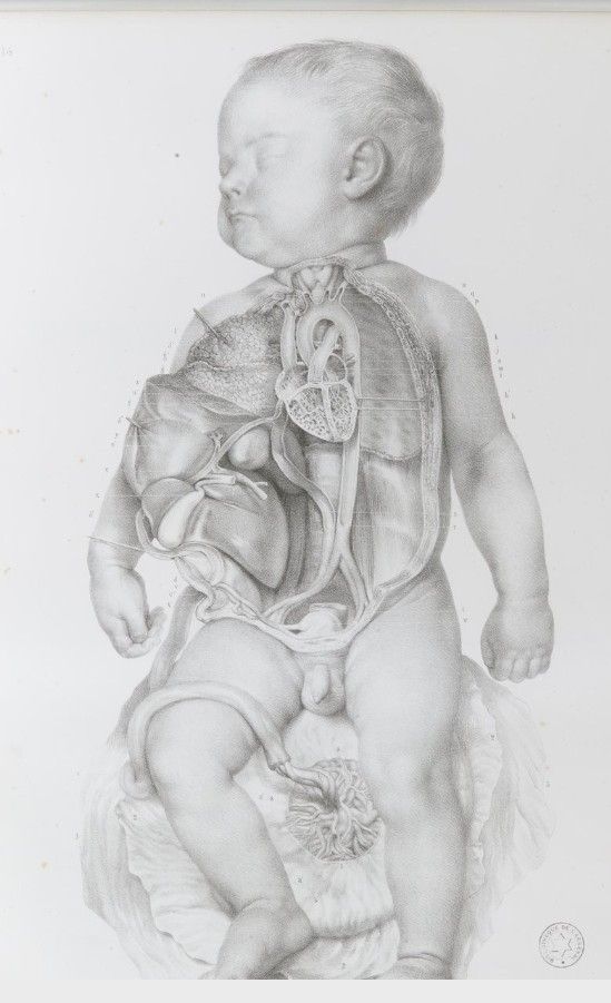 2 TOMOS 1878 Litografías Médicas Cuerpo Humano