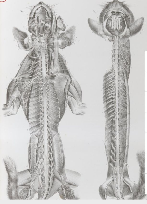 2 TOMOS 1878 Litografías Médicas Cuerpo Humano