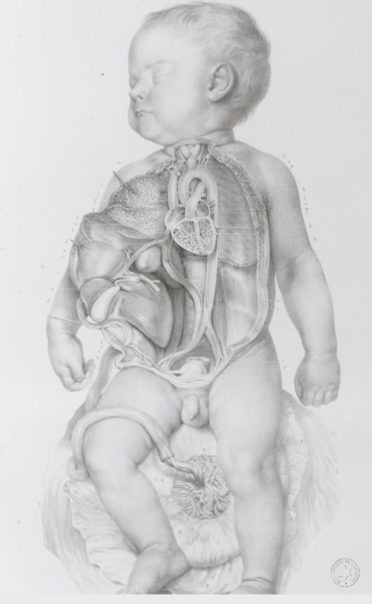 2 TOMOS 1878 Litografías Médicas Cuerpo Humano