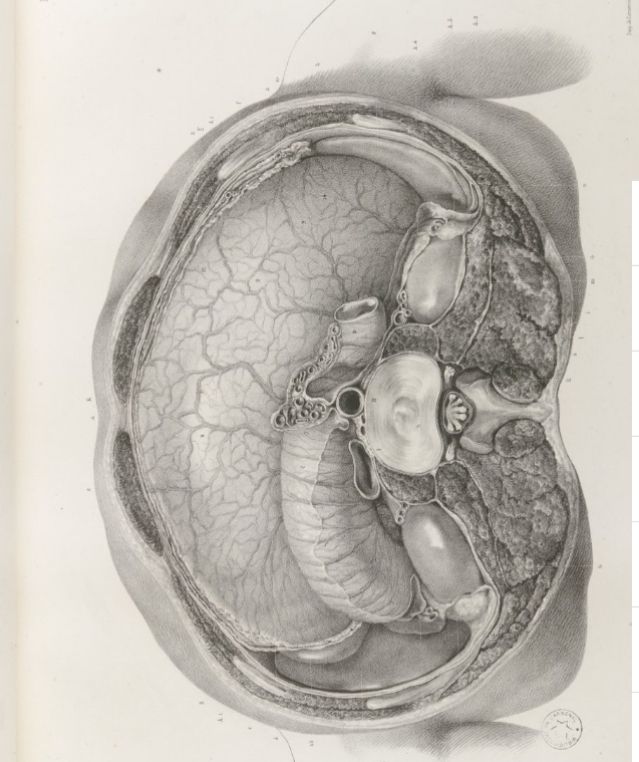 2 TOMOS 1878 Litografías Médicas Cuerpo Humano