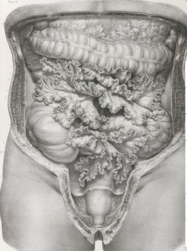 2 TOMOS 1878 Litografías Médicas Cuerpo Humano