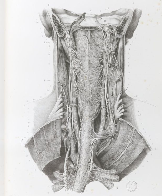 2 TOMOS 1878 Litografías Médicas Cuerpo Humano