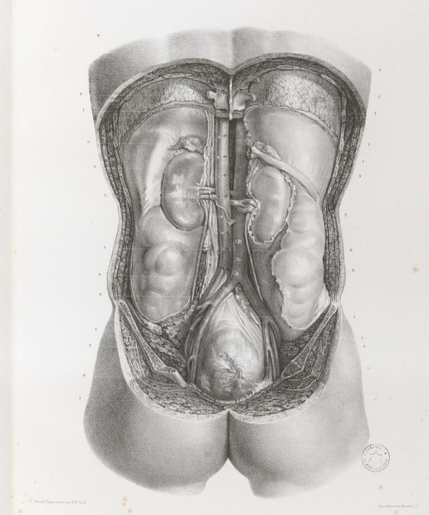 2 TOMOS 1878 Litografías Médicas Cuerpo Humano