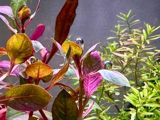 Lote 20 plantas de acuario para PRINCIPIANTES
