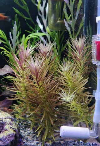Lote 20 plantas de acuario para PRINCIPIANTES