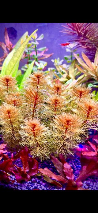 Lote 20 plantas de acuario para PRINCIPIANTES