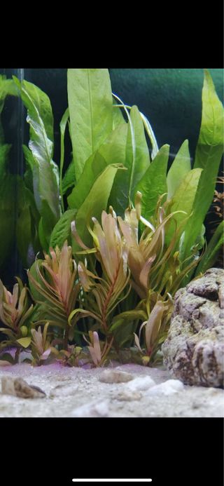 Lote 20 plantas de acuario para PRINCIPIANTES