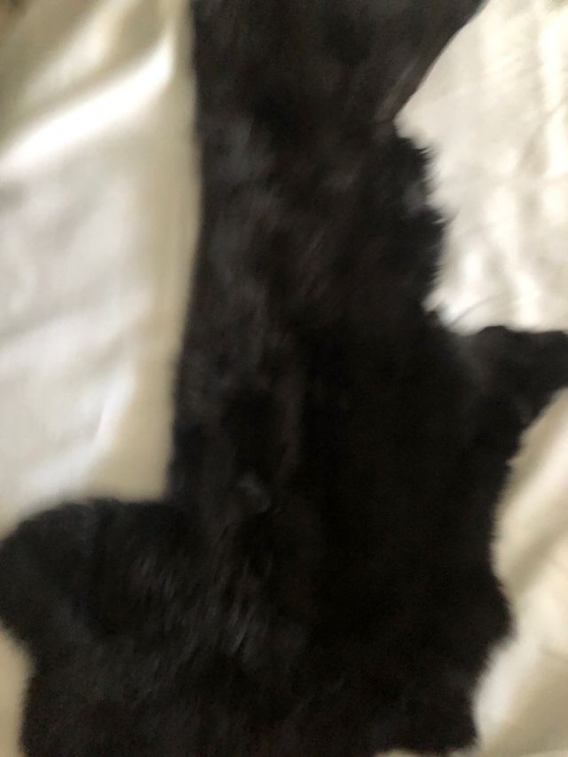 Retal de piel y pelo