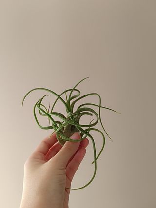 Tillandsia en maceta de mujer