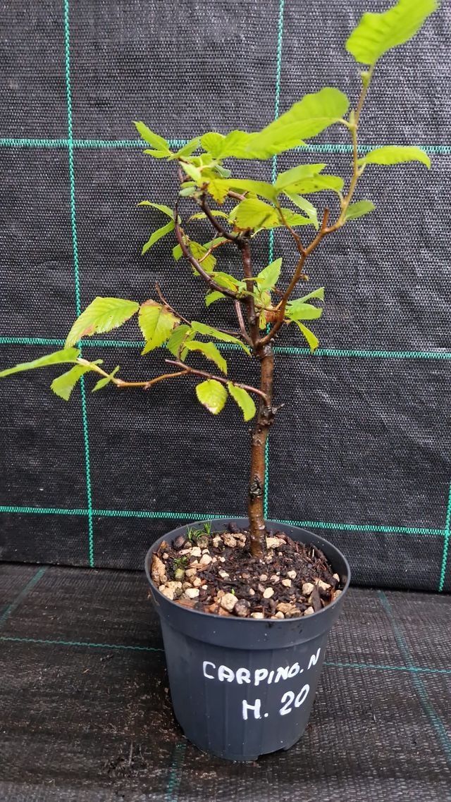 Pianta Prebonsai di Carpino Nero M 20