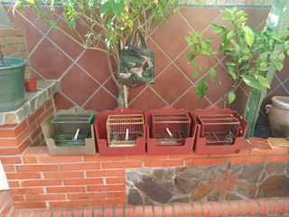 Lote de jaulas  x por unidad