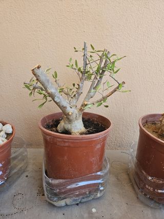 Pre bonsai acebuche olivo